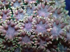 画像2: 【サンゴ】【通販】ハナガササンゴsp. (Special Color)Sサイズ（個体販売）No.10（生体）（サンゴ） (2)