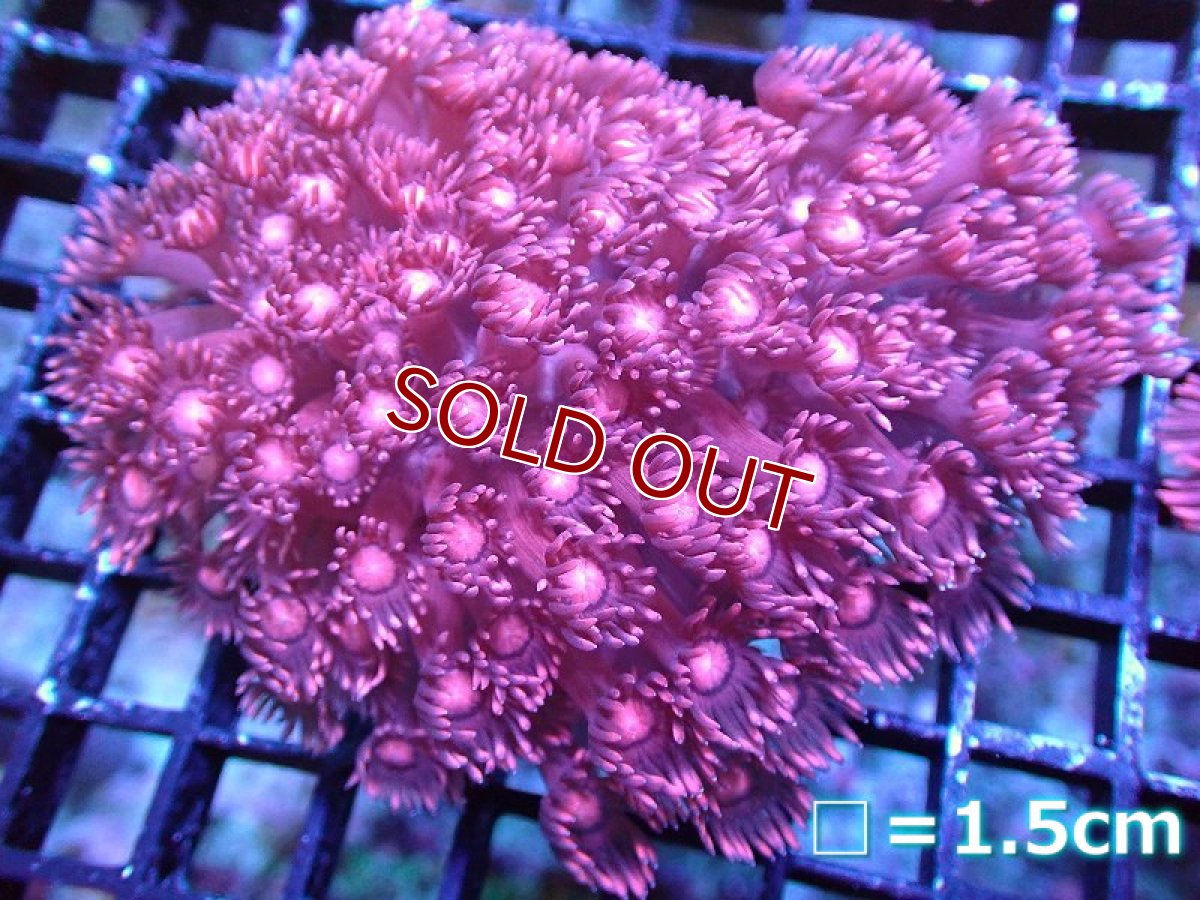 画像1: 【サンゴ】【通販】ハナガササンゴ（RED)Mサイズ（個体販売）No.8（生体）（サンゴ） (1)