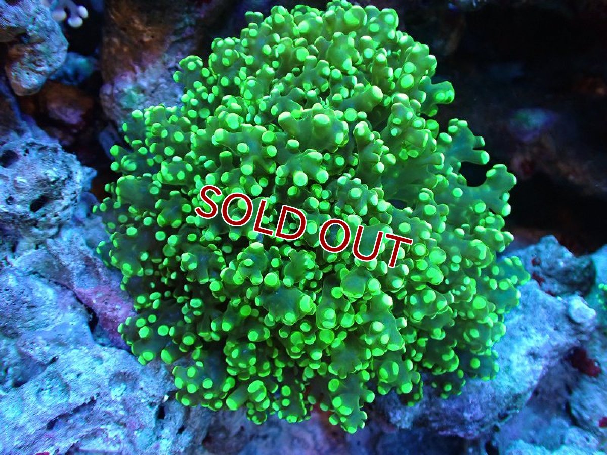 画像1: 【サンゴ】【通販】ホンタコアシサンゴ（メタリックグリーン）Lサイズ（個体販売）（±13-15ｃｍ）No.2（生体）（サンゴ） (1)