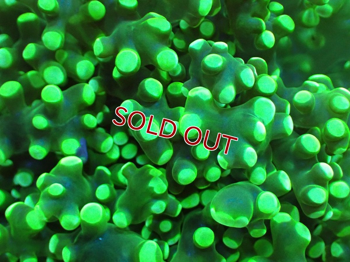 画像2: 【サンゴ】【通販】ホンタコアシサンゴ（メタリックグリーン）Lサイズ（個体販売）（±13-15ｃｍ）No.2（生体）（サンゴ） (2)