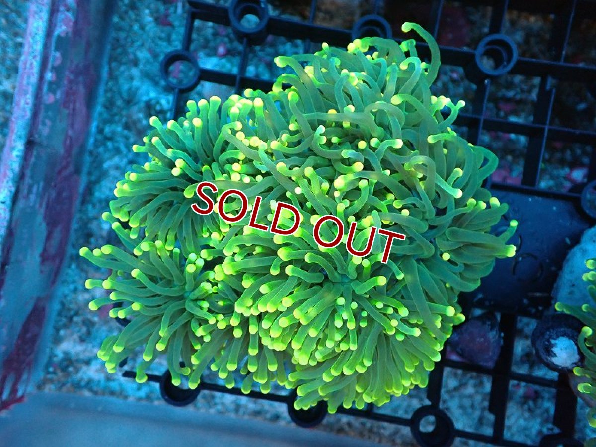 画像1: 【サンゴ】【通販】ブリード トーチコーラル（Metallic Green/イエローチップ）（個体販売）（±10-13ｃｍ）No.8（生体）（サンゴ） (1)