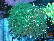 画像1: 【サンゴ】【通販】ブリード トーチコーラル（Metallic Green/イエローチップ）（個体販売）（±10-13ｃｍ）No.10（生体）（サンゴ） (1)