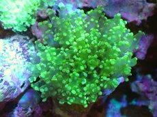 画像1: 【サンゴ】【通販】ブリード タコアシサンゴ（Metallic Green/SMサイズ）（個体販売）（±7-9ｃｍ）No.1（生体）（サンゴ） (1)