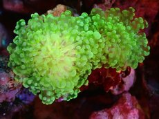 画像1: 【サンゴ】【通販】ブリード タコアシサンゴ（Clear Green/SMサイズ）（個体販売）（±7-9ｃｍ）No.6（生体）（サンゴ） (1)