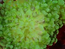 画像2: 【サンゴ】【通販】ブリード タコアシサンゴ（Clear Green/SMサイズ）（個体販売）（±7-9ｃｍ）No.6（生体）（サンゴ） (2)