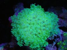 画像1: 【サンゴ】【通販】ブリード タコアシサンゴ（Clear Green/SMサイズ）（個体販売）（±7-9ｃｍ）No.7（生体）（サンゴ） (1)