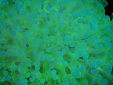 画像2: 【サンゴ】【通販】ブリード タコアシサンゴ（Clear Green/SMサイズ）（個体販売）（±7-9ｃｍ）No.7（生体）（サンゴ） (2)