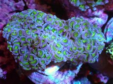 画像1: 【サンゴ】【通販】ブリード ナガレハナサンゴ（Metallic Green Stem）（個体販売）（±10-12ｃｍ）No.9（生体）（サンゴ） (1)