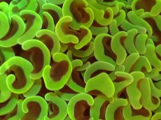 画像2: 【サンゴ】【通販】ブリード ナガレハナサンゴ（Metallic Green）（個体販売）（±10-12ｃｍ）No.14（生体）（サンゴ） (2)