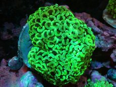 画像1: 【サンゴ】【通販】ブリード ナガレハナサンゴ（Metallic Green）（個体販売）（±10-12ｃｍ）No.15（生体）（サンゴ） (1)