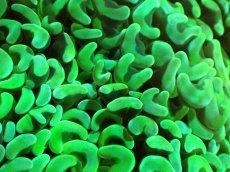 画像2: 【サンゴ】【通販】ブリード ナガレハナサンゴ（Metallic Green）（個体販売）（±10-12ｃｍ）No.15（生体）（サンゴ） (2)
