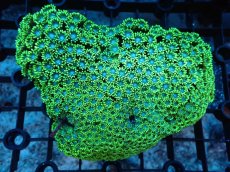 画像1: 【サンゴ】【通販】ハナガササンゴ（Metallic Green）MLサイズ（個体販売）（±12ｃｍ）No.1（生体）（サンゴ） (1)