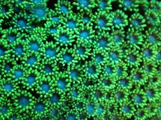 画像2: 【サンゴ】【通販】ハナガササンゴ（Metallic Green）MLサイズ（個体販売）（±12ｃｍ）No.1（生体）（サンゴ） (2)