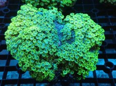 画像1: 【サンゴ】【通販】ハナガササンゴ（Metallic Green）MLサイズ（個体販売）（±12ｃｍ）No.2（生体）（サンゴ） (1)