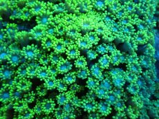 画像2: 【サンゴ】【通販】ハナガササンゴ（Metallic Green）MLサイズ（個体販売）（±12ｃｍ）No.2（生体）（サンゴ） (2)