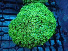 画像1: 【サンゴ】【通販】ハナガササンゴ（Metallic Green）MLサイズ（個体販売）（±12ｃｍ）No.3（生体）（サンゴ） (1)