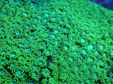 画像2: 【サンゴ】【通販】ハナガササンゴ（Metallic Green）MLサイズ（個体販売）（±12ｃｍ）No.4（生体）（サンゴ） (2)