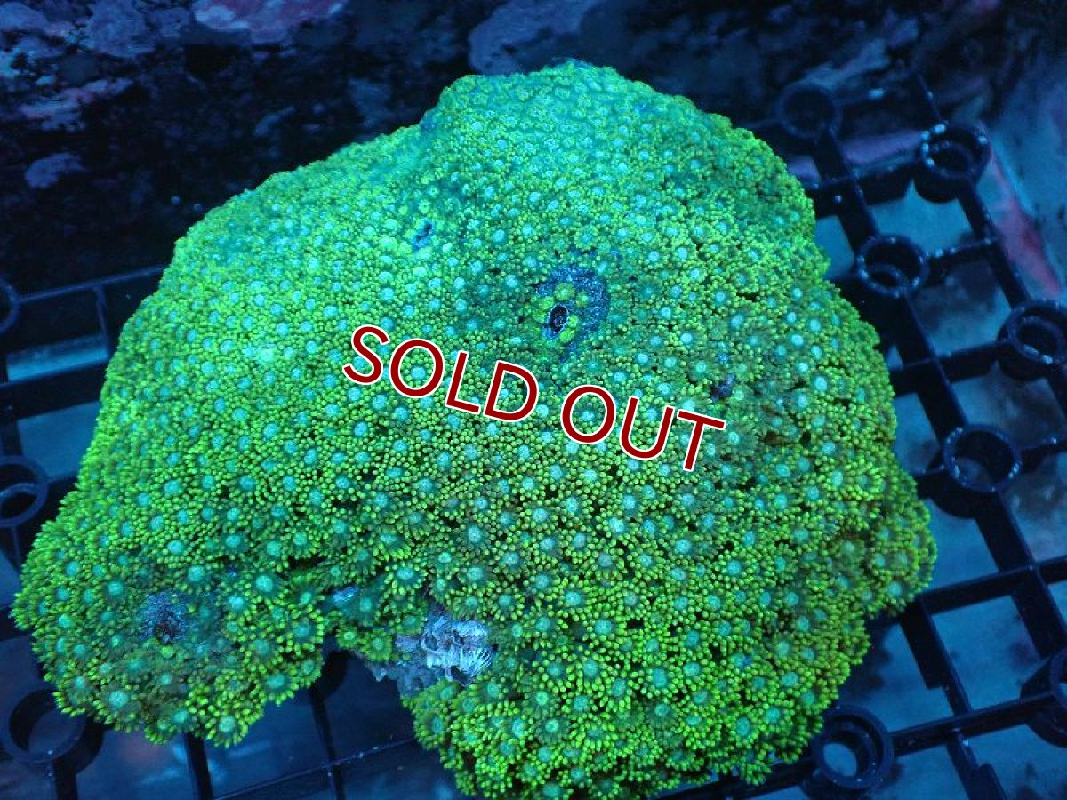 画像1: 【アーリーサマーセール20%OFF対象商品 サンゴ・イソギンチャク】【サンゴ】【通販】ハナガササンゴ（Metallic Green）Lサイズ（個体販売）（±15ｃｍ）No.5（生体）（サンゴ） (1)