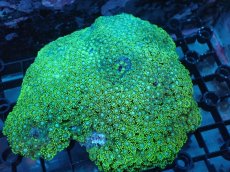 画像1: 【サンゴ】【通販】ハナガササンゴ（Metallic Green）Lサイズ（個体販売）（±15ｃｍ）No.5（生体）（サンゴ） (1)