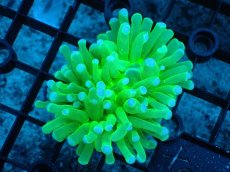 画像1: 【サンゴ】【通販】パラオクサビライシ（Metallic Green)Sサイズ（個体販売）（±6ｃｍ）No.1（生体）（サンゴ） (1)