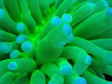 画像2: 【サンゴ】【通販】パラオクサビライシ（Metallic Green)Sサイズ（個体販売）（±6ｃｍ）No.1（生体）（サンゴ） (2)