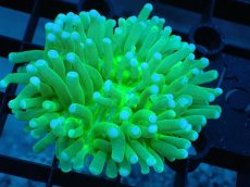 画像1: 【サンゴ】【通販】パラオクサビライシ（Metallic Green)Sサイズ（個体販売）（±7ｃｍ）No.2（生体）（サンゴ） (1)