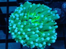 画像1: 【サンゴ】【通販】パラオクサビライシ（Metallic Green)Sサイズ（個体販売）（±8ｃｍ）No.3（生体）（サンゴ） (1)