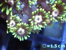 画像2: 【サンゴ】【通販】ハナガササンゴ（Special Color)（個体販売）（生体）（サンゴ） (2)