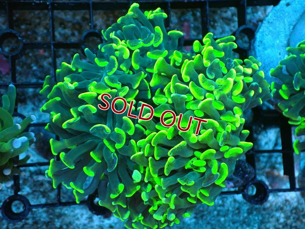画像1: 【サンゴ】【通販】ブリードナガレハナサンゴ（ブランチ/Toxic Green）（個体販売）(±8-10ｃｍ）No.4（生体）（サンゴ） (1)
