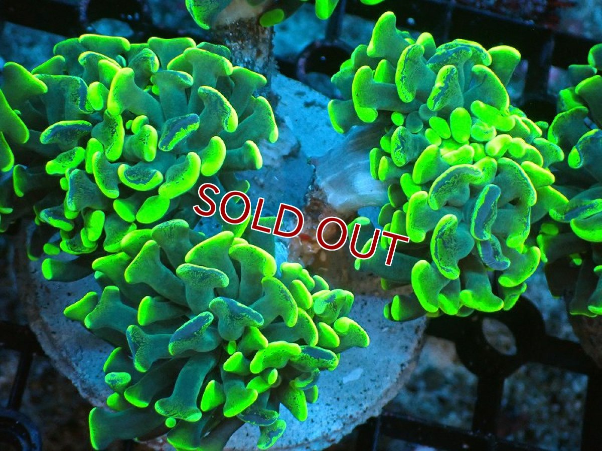画像1: 【サンゴ】【通販】ブリードナガレハナサンゴ（ブランチ/Toxic Green）（個体販売）(±8-10ｃｍ）No.5（生体）（サンゴ） (1)