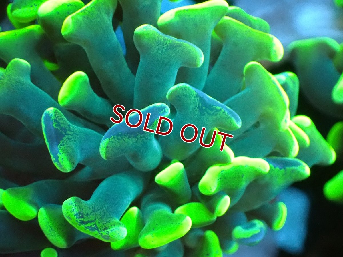 画像2: 【サンゴ】【通販】ブリードナガレハナサンゴ（ブランチ/Toxic Green）（個体販売）(±8-10ｃｍ）No.5（生体）（サンゴ） (2)