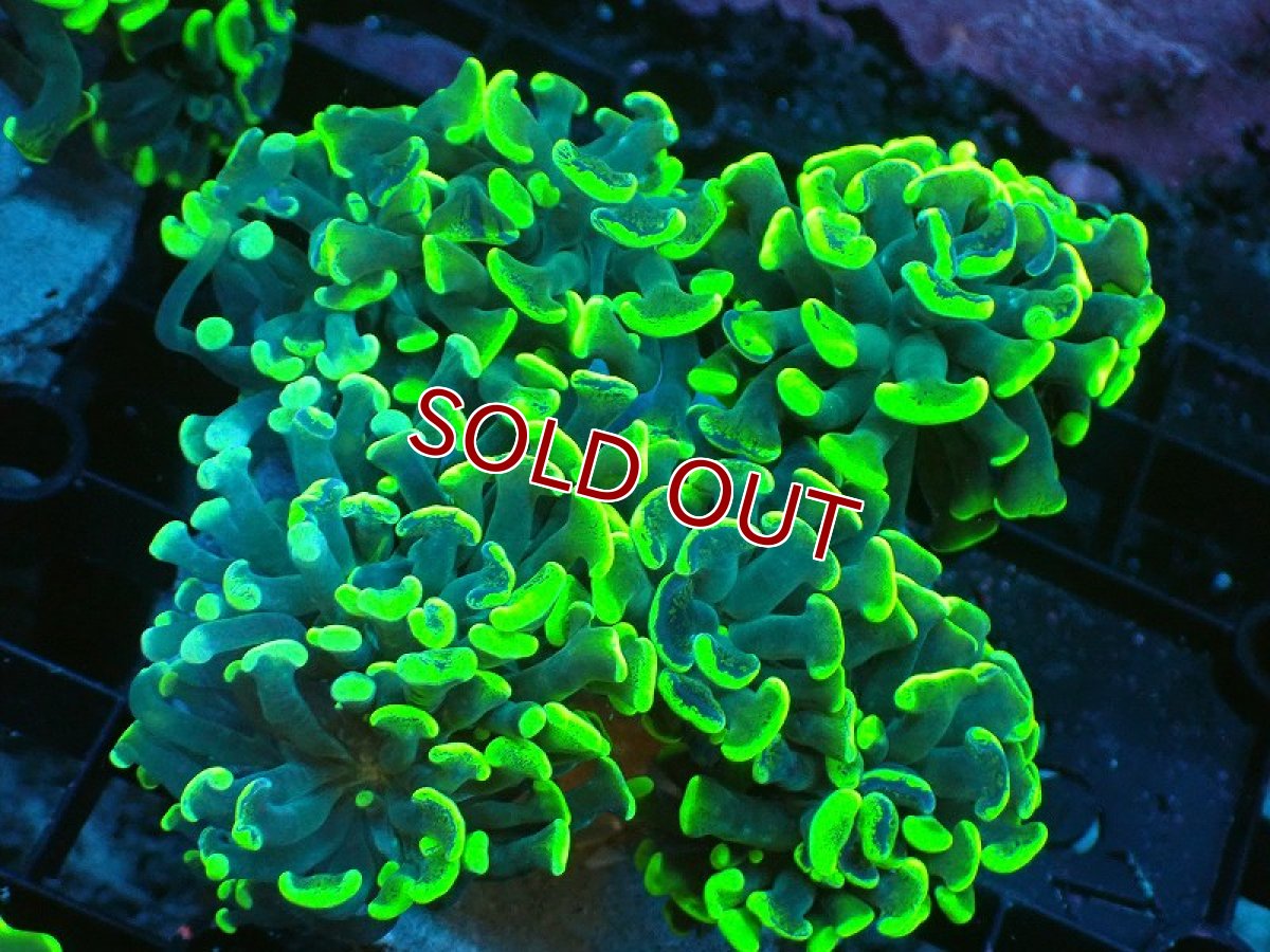 画像1: 【サンゴ】【通販】ブリードナガレハナサンゴ（ブランチ/Toxic Green）（個体販売）(±8-10ｃｍ）No.6（生体）（サンゴ） (1)