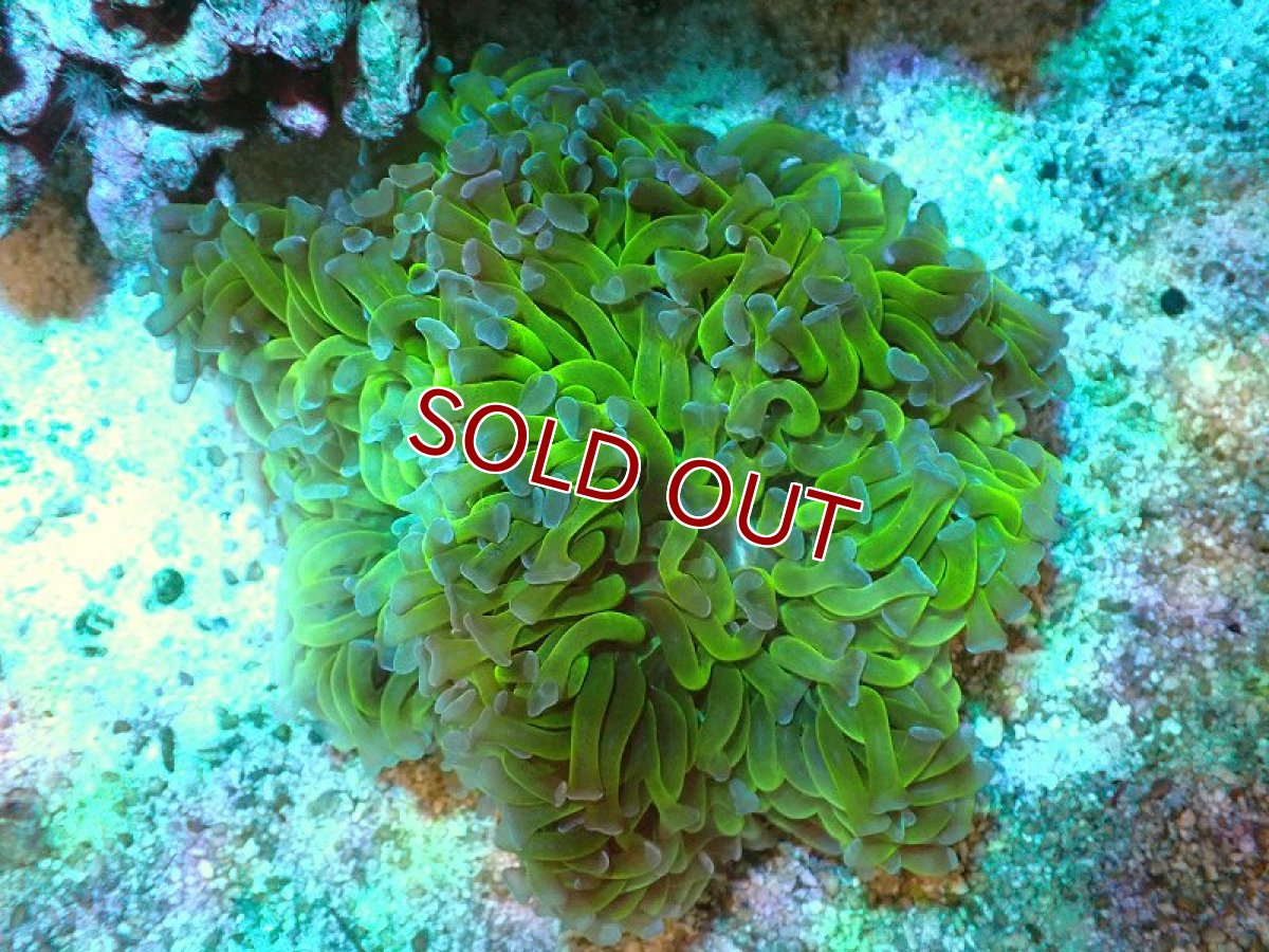 画像1: 【サンゴ】【通販】ナガレハナサンゴ(Metallic Green Stem)（個体販売）(±10-13ｃｍ）No.1（生体）（サンゴ） (1)