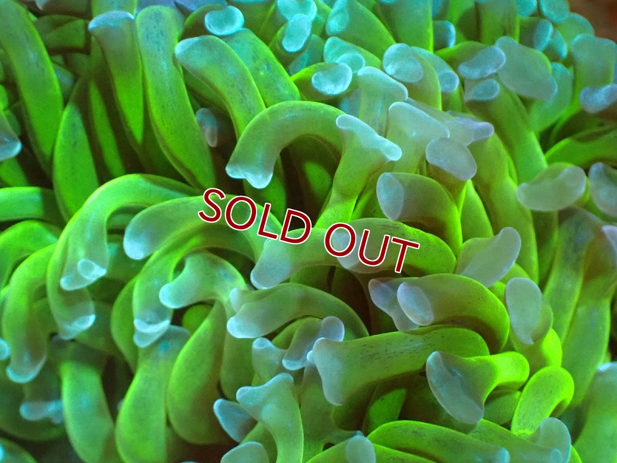 画像2: 【サンゴ】【通販】ナガレハナサンゴ(Metallic Green Stem)（個体販売）(±10-13ｃｍ）No.1（生体）（サンゴ） (2)