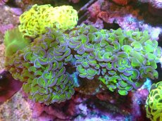 画像1: 【アーリーサマーセール20%OFF対象商品 サンゴ・イソギンチャク】【サンゴ】【通販】ナガレハナサンゴ(Metallic Green Stem)（個体販売）(±10-13ｃｍ）No.5（生体）（サンゴ） (1)