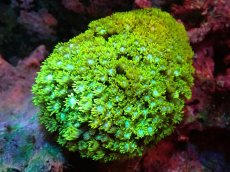 画像1: 【サンゴ】【通販】ハナガササンゴ（Metallic Green)（個体販売）(±10ｃｍ）No.1（生体）（サンゴ） (1)