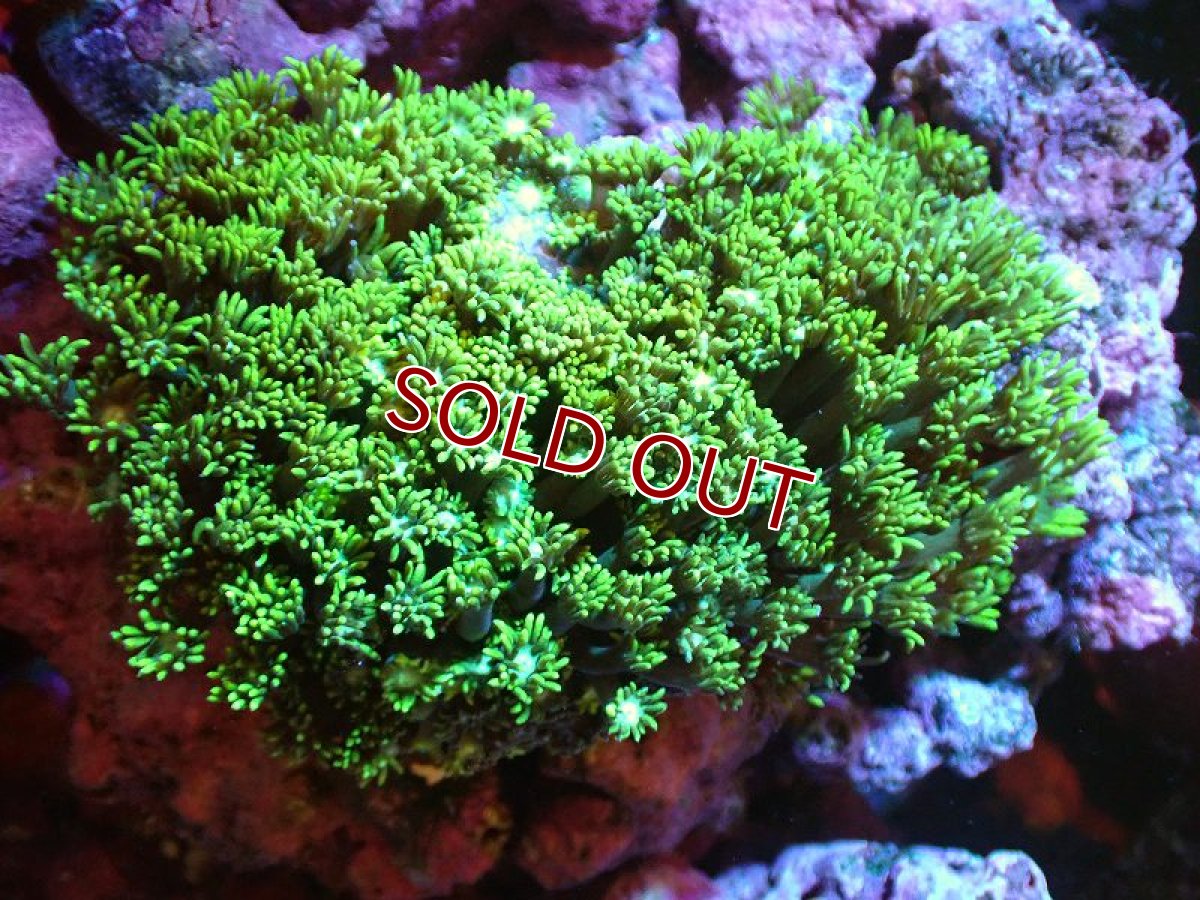 画像1: 【サンゴ】【通販】ハナガササンゴ（Metallic Green)（個体販売）(±10ｃｍ）No.4（生体）（サンゴ） (1)