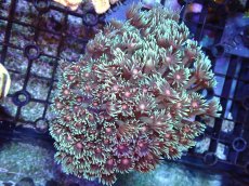 画像1: 【アーリーサマーセール20%OFF対象商品 サンゴ・イソギンチャク】【サンゴ】【通販】ハナガササンゴ（Special Pnk Core)（個体販売）(±10ｃｍ）No.6（生体）（サンゴ） (1)