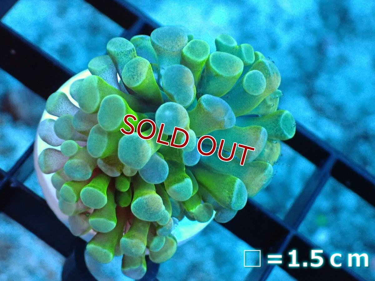 画像1: 【サンゴ】【通販】カンムリハナサンゴ（Gold/フラグ）（個体販売）No.2（生体）（サンゴ） (1)