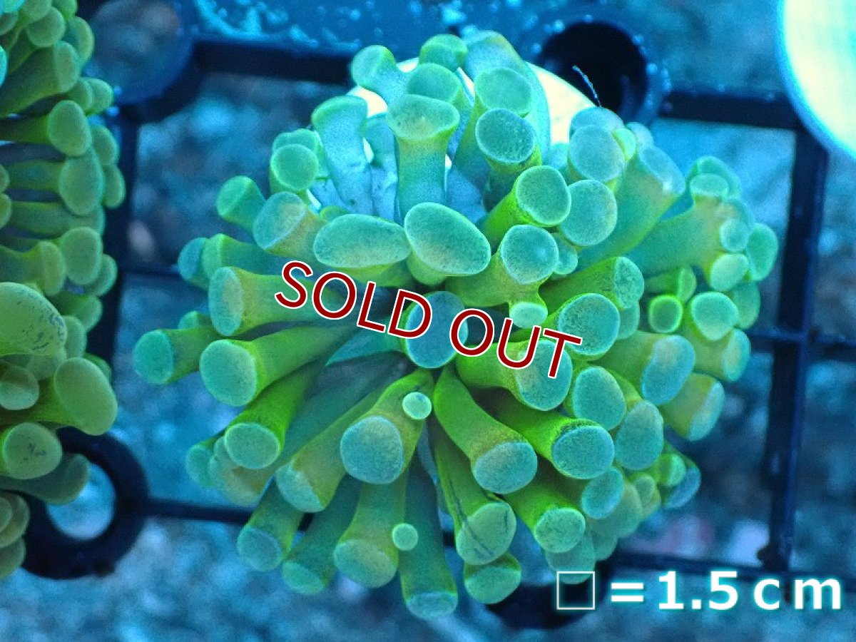 画像1: 【サンゴ】【通販】カンムリハナサンゴ（Gold/フラグ）（個体販売）No.3（生体）（サンゴ） (1)