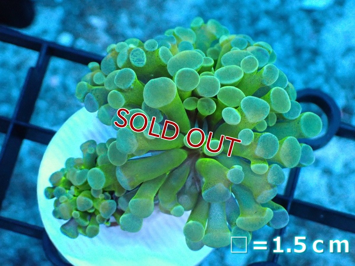 画像1: 【サンゴ】【通販】カンムリハナサンゴ（Gold/フラグ）（個体販売）No.4（生体）（サンゴ） (1)