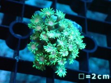 画像1: 【サンゴ】【通販】ハナガササンゴ（Green/Pink Core)Sサイズ（個体販売）No.1（生体）（サンゴ） (1)