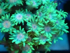 画像2: 【サンゴ】【通販】ハナガササンゴ（Green/Pink Core)Sサイズ（個体販売）No.1（生体）（サンゴ） (2)