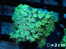 画像1: 【サンゴ】【通販】ハナガササンゴ（Green/Pink Core)Sサイズ（個体販売）No.2（生体）（サンゴ） (1)