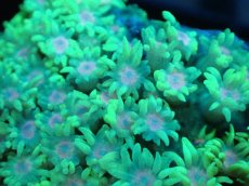 画像2: 【サンゴ】【通販】ハナガササンゴ（Green/Pink Core)Sサイズ（個体販売）No.2（生体）（サンゴ） (2)