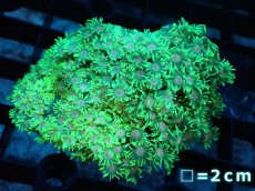 画像1: 【サンゴ】【通販】ハナガササンゴ（Green/Pink Core)Mサイズ（個体販売）No.3（生体）（サンゴ） (1)