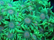 画像2: 【サンゴ】【通販】ハナガササンゴ（Green/Pink Core)Mサイズ（個体販売）No.3（生体）（サンゴ） (2)