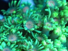 画像2: 【サンゴ】【通販】ハナガササンゴ（Green/Pink Core)Mサイズ（個体販売）No.4（生体）（サンゴ） (2)