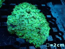 画像1: 【サンゴ】【通販】ハナガササンゴ（Green/Pink Core)Mサイズ（個体販売）No.5（生体）（サンゴ） (1)