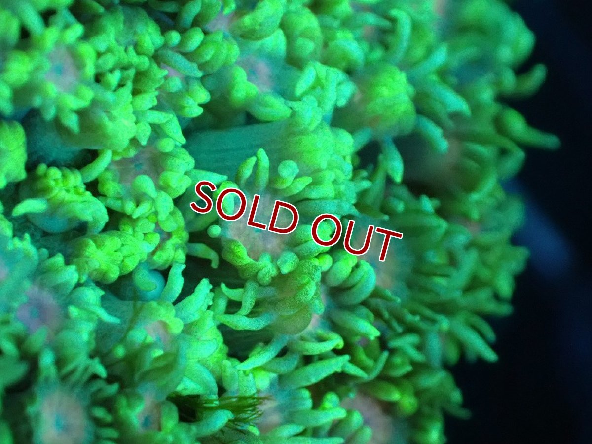 画像2: 【サンゴ】【通販】ハナガササンゴ（Green/Pink Core)Mサイズ（個体販売）No.5（生体）（サンゴ） (2)